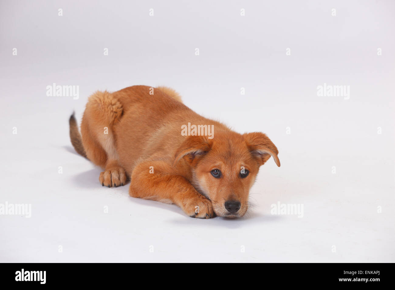 Harzer Fuchs, cucciolo, 3 mesi|Harzer Fuchs, Welpe, 3 Monate Foto Stock