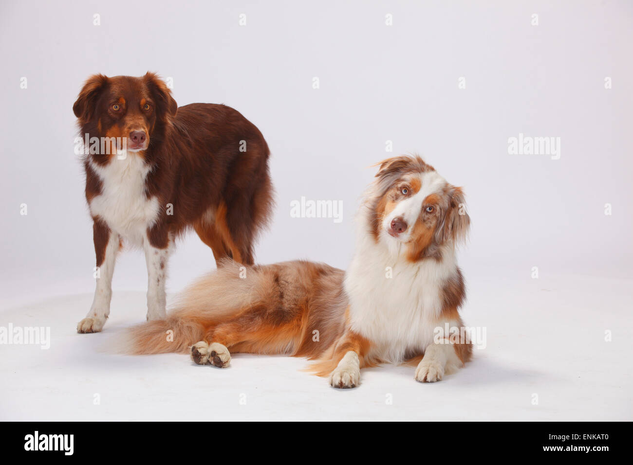 Australian Shepherds, rosso-tri e red-merle|Australian Shepherds, Rueden, rosso-tri und rosso-merle Foto Stock