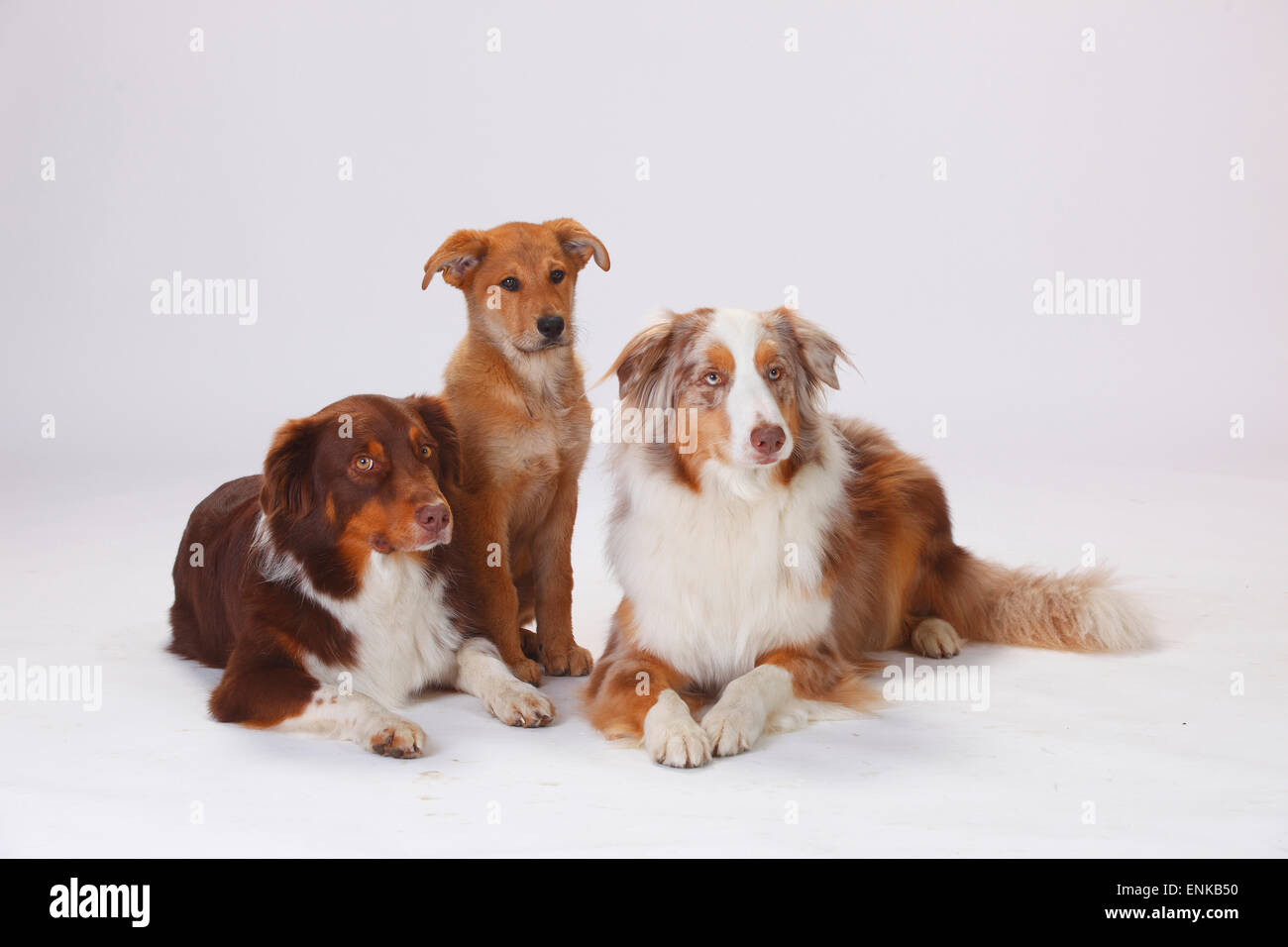 Australian Shepherds, rosso-tri e red-merle, e Harzer Fuchs, cucciolo, 3 mesi|Australian Shepherds, Rueden, rosso-tri und red-mer Foto Stock