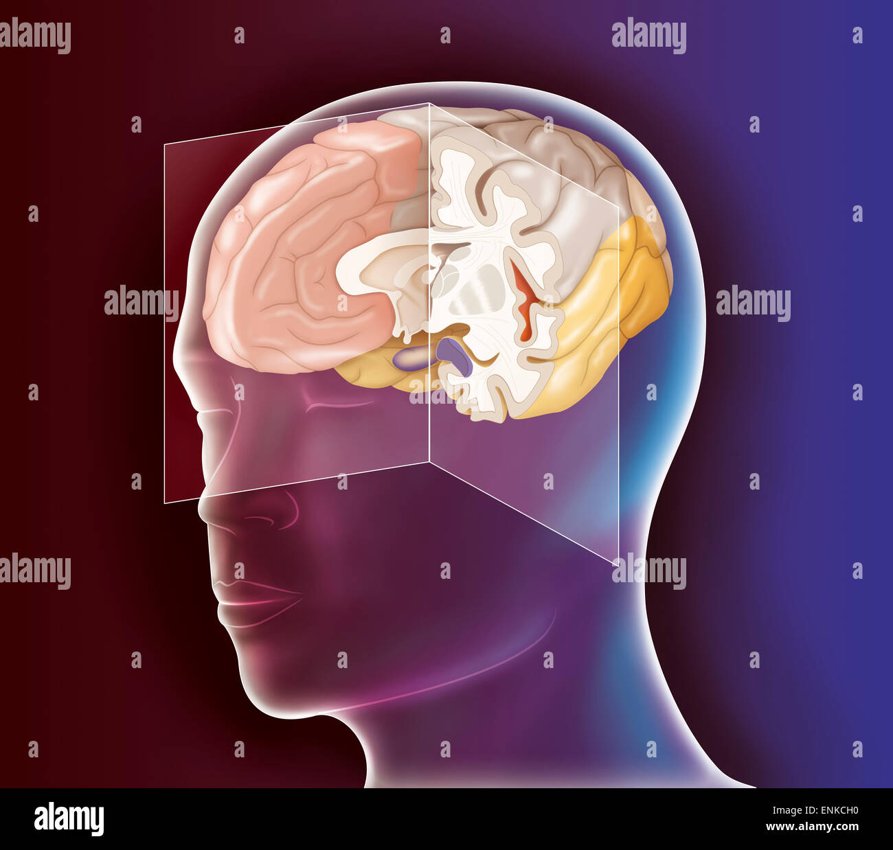 Illustrazione del cervello Foto Stock