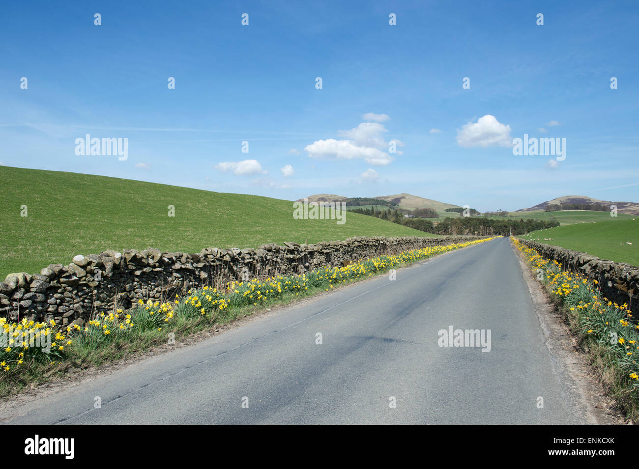 Giunchiglie in primavera su di un lato della strada di fronte ad una pietra a secco nel muro della Scottish Borders. Scozia Foto Stock