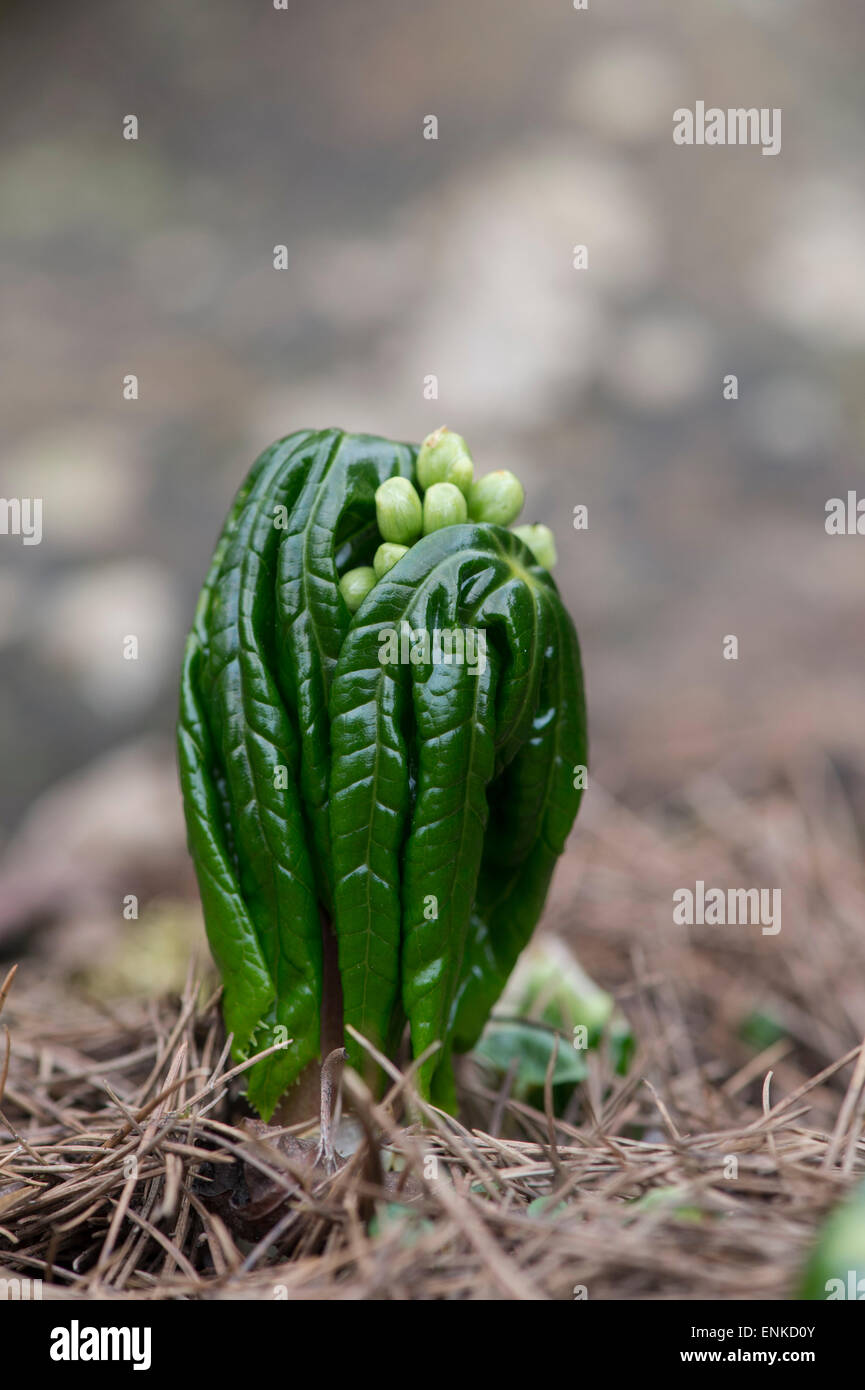 Podophyllum peltatum. Impianto Mayapple emergenti in primavera. Regno Unito Foto Stock