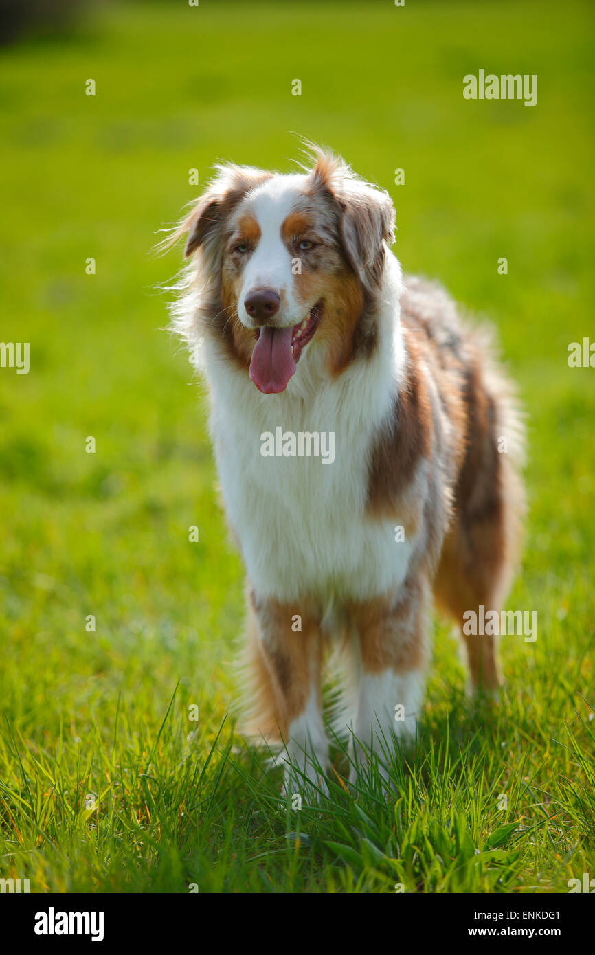Pastore australiano, rosso-merle|pastore australiano, Ruede, rosso-merle Foto Stock