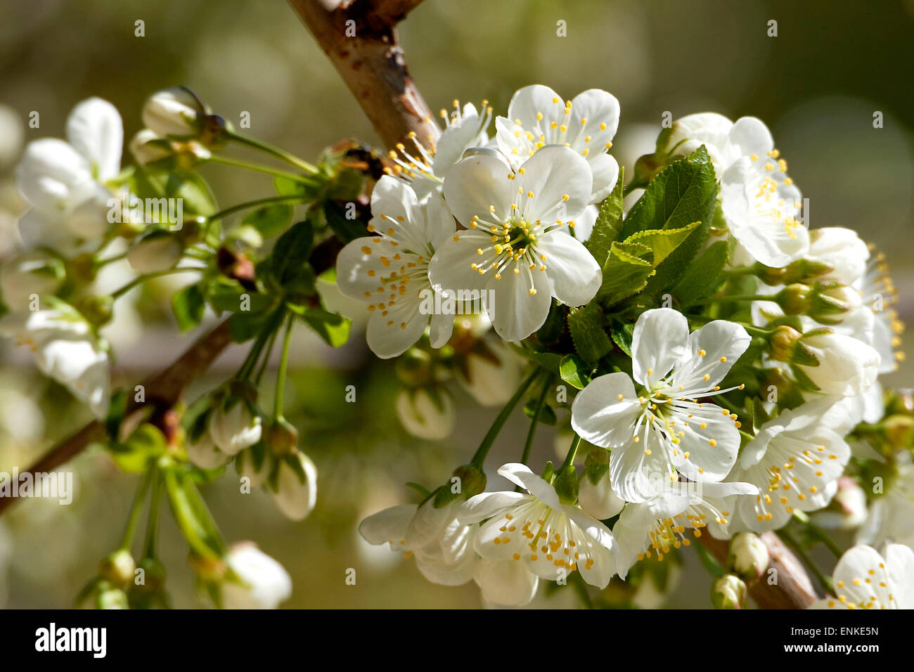 Bianco Ciliegio fiorisce su un albero ciliegio (Prunus sp.) Foto Stock