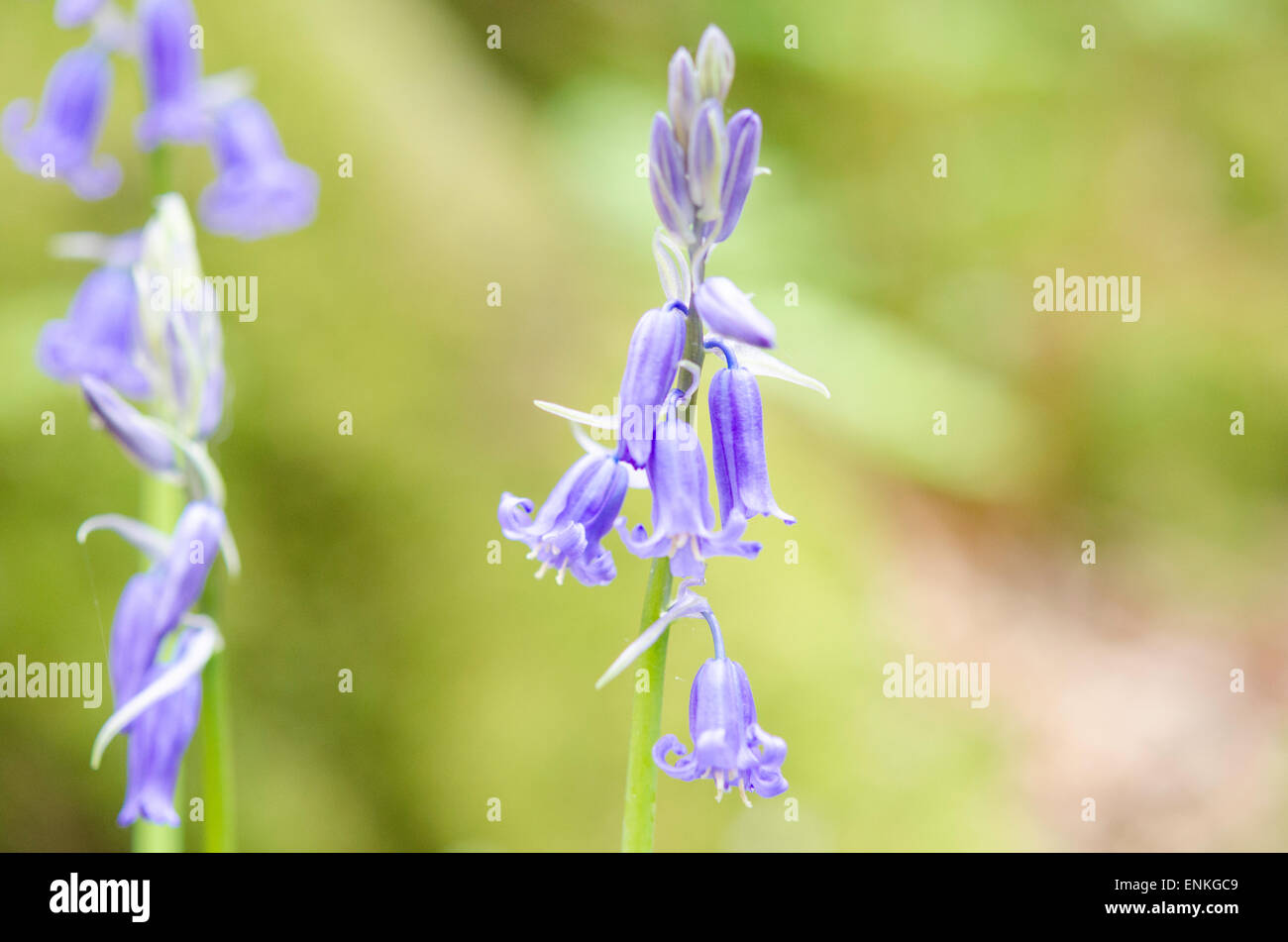 Blue Bells nella foresta molla Foto Stock