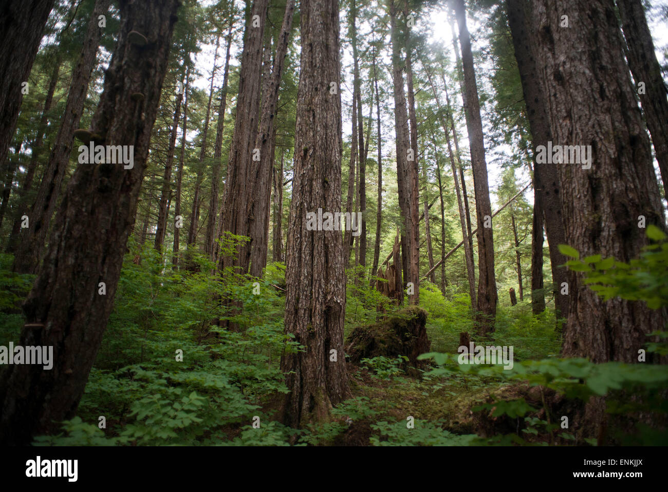 Una foresta pluviale temperata sui fratelli isole tra il passaggio di Stephens e Frederick Suono. Alexander arcipelago, al sud-est Foto Stock
