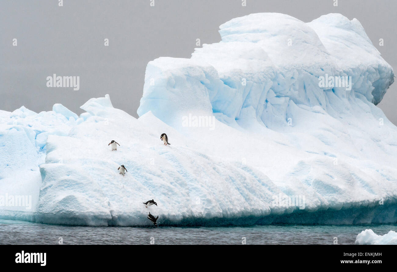 I pinguini di Gentoo (Pygoscelis papua) saltare in acqua da iceberg de Cuverville Island Penisola Antartica Antartide Foto Stock