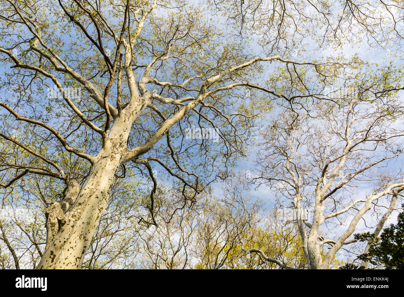 Londra Platani per raggiungere il cielo in Brooklyn Botanic Gardens, New York. Foto Stock