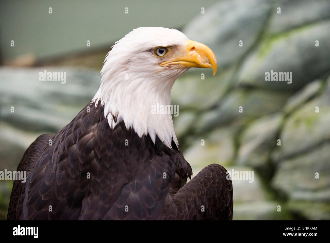 Aquila calva, Haliaeetus leucocephalus closeup. Isola di marmo nel Parco Nazionale di Glacier Bay, Alaska. Stati Uniti d'America. Noto anche come un americano Foto Stock