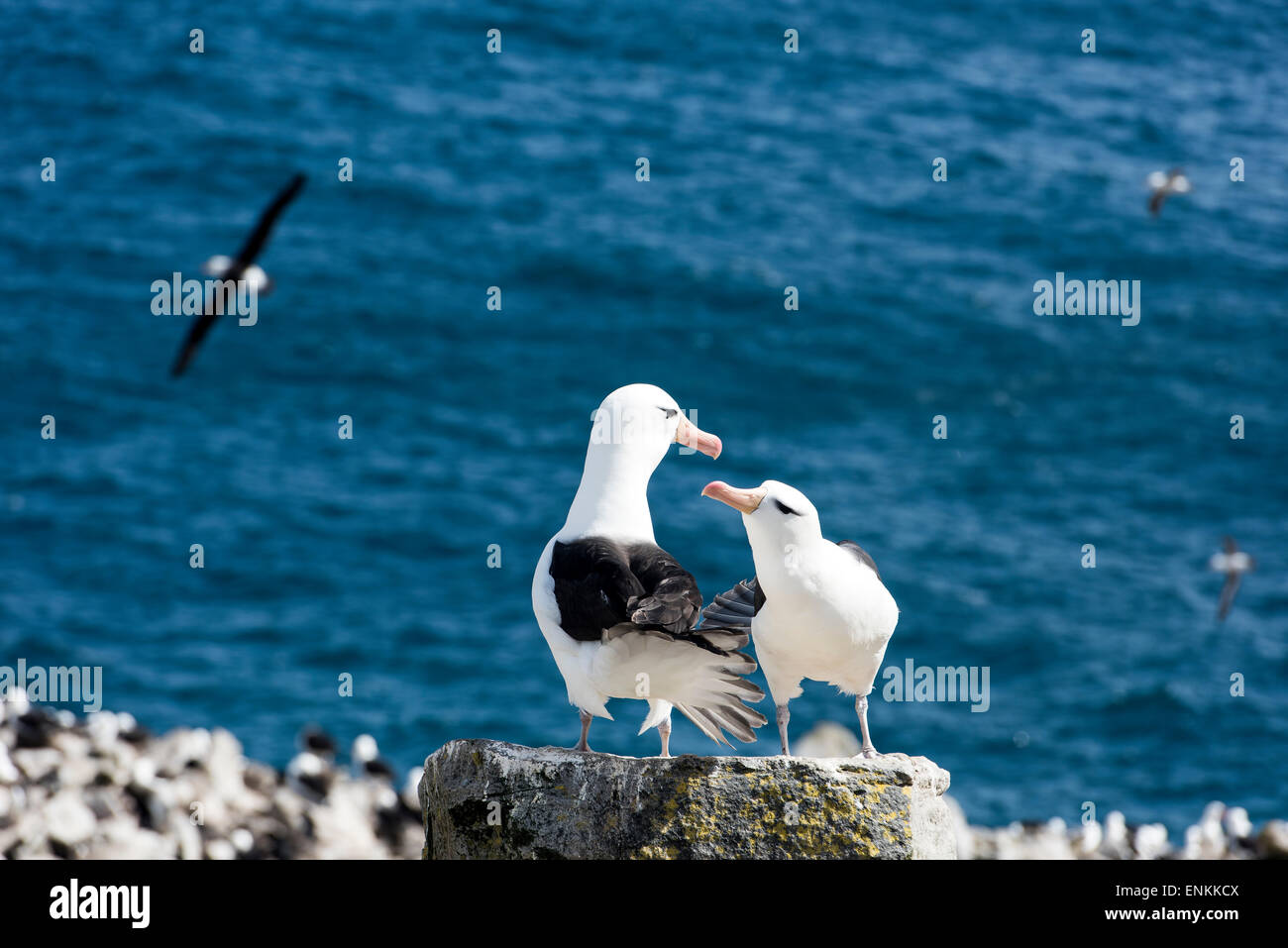 Adulto nero-browed albatross corteggiamento sulla roccia (Thalassarche melanophrys) a West Point Island Isole Falkland REGNO UNITO Foto Stock