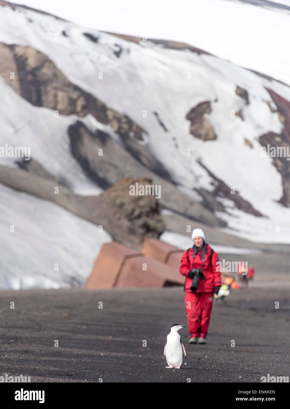 Tourist di camminare sulla spiaggia e di pinguini dal sottogola (Pygoscelis Antartide) Isola Deception sud le isole Shetland penna Antartico Foto Stock