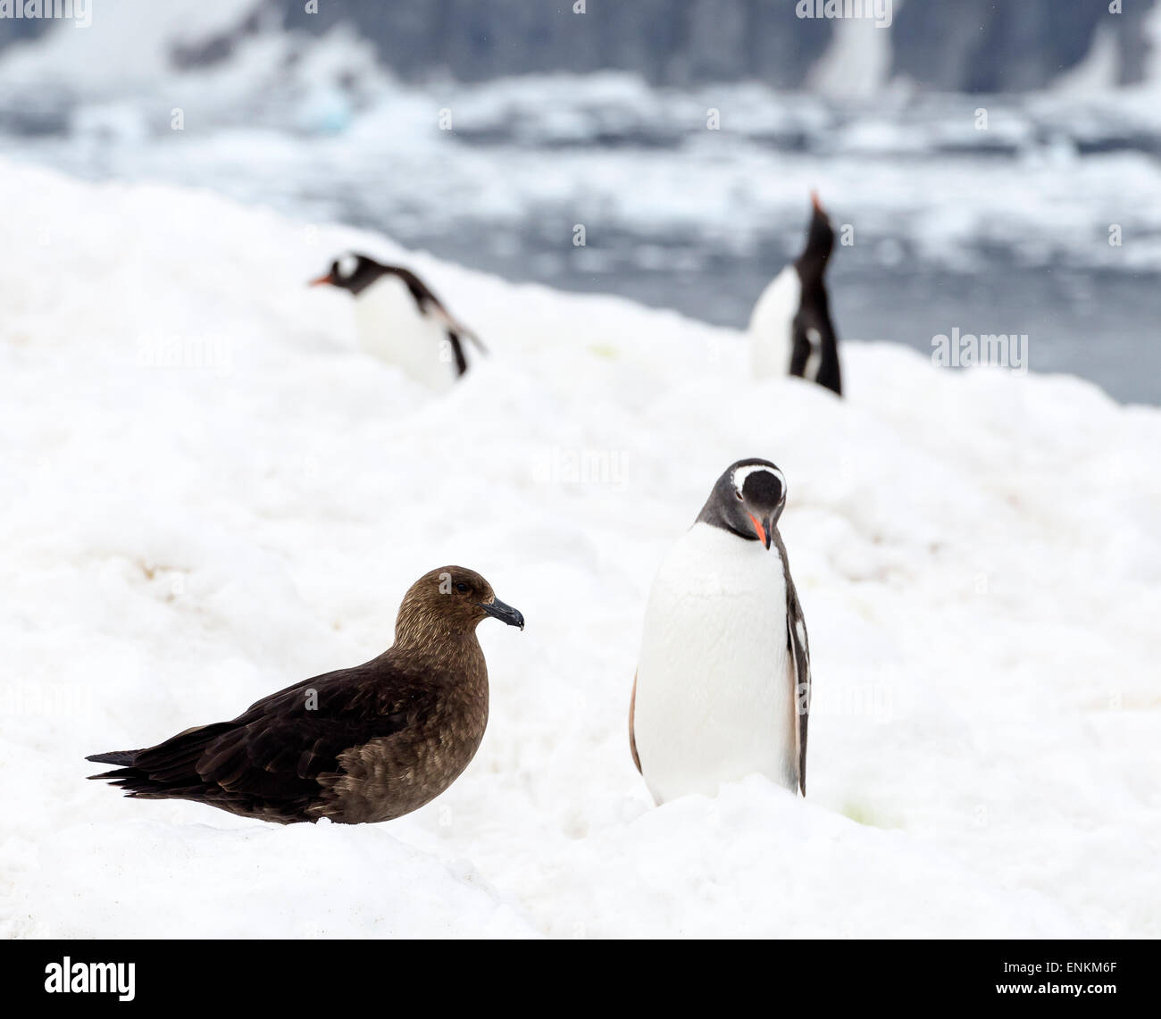 Skua marrone (Stercorarius antarcticus) e pinguini di Gentoo (Pygoscelis papua) Neko Harbour Penisola Antartica Antartide Foto Stock
