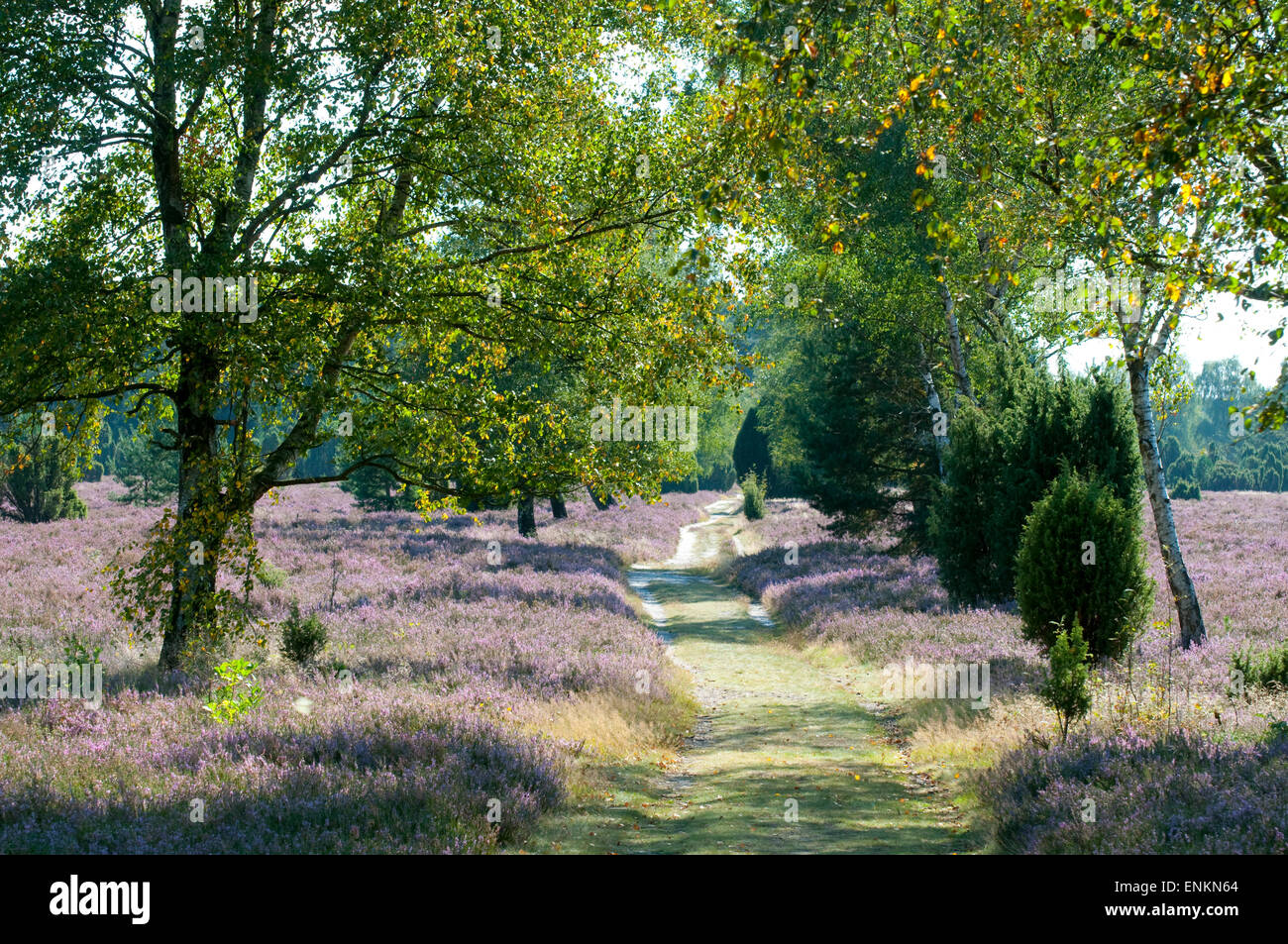 Fioritura heather, betulla, lande Lueneburger Heide, Bassa Sassonia, Germania Foto Stock