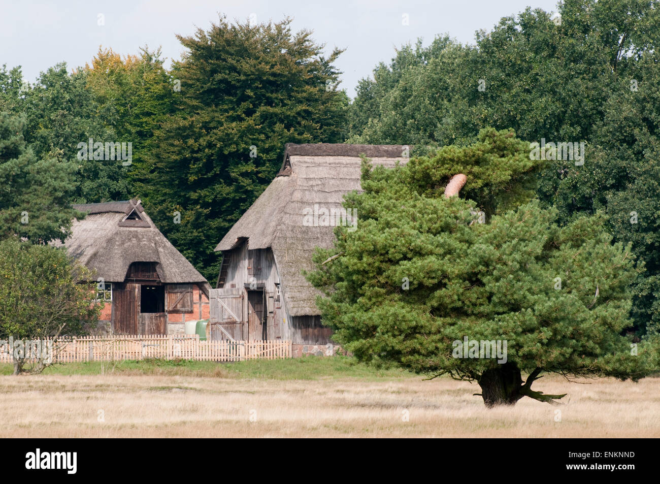 Vecchio albero, granaio, Pietz Moor, lande Lueneburger Heide, Bassa Sassonia, Germania Foto Stock