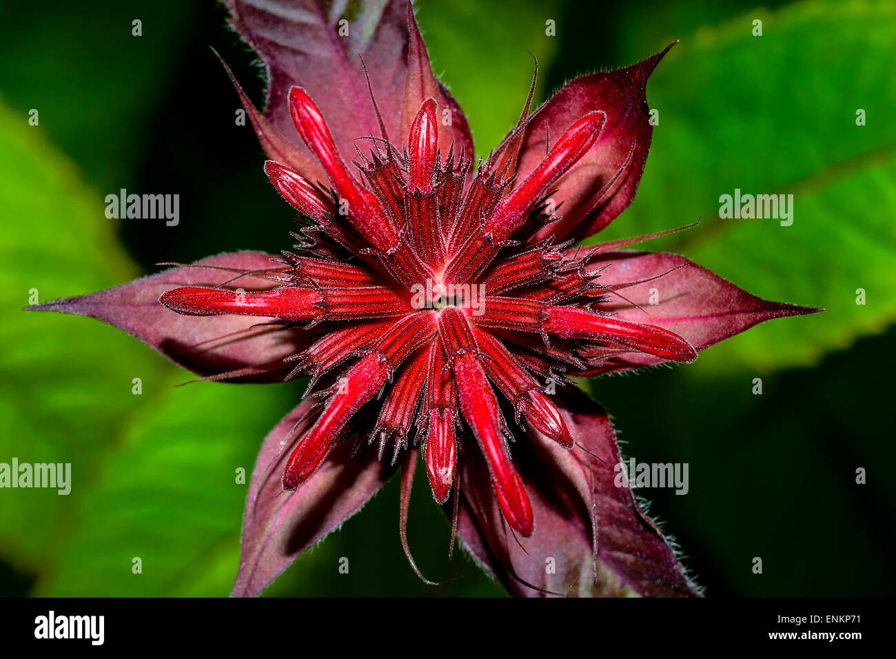 Il bergamotto, monarda didyma Foto Stock