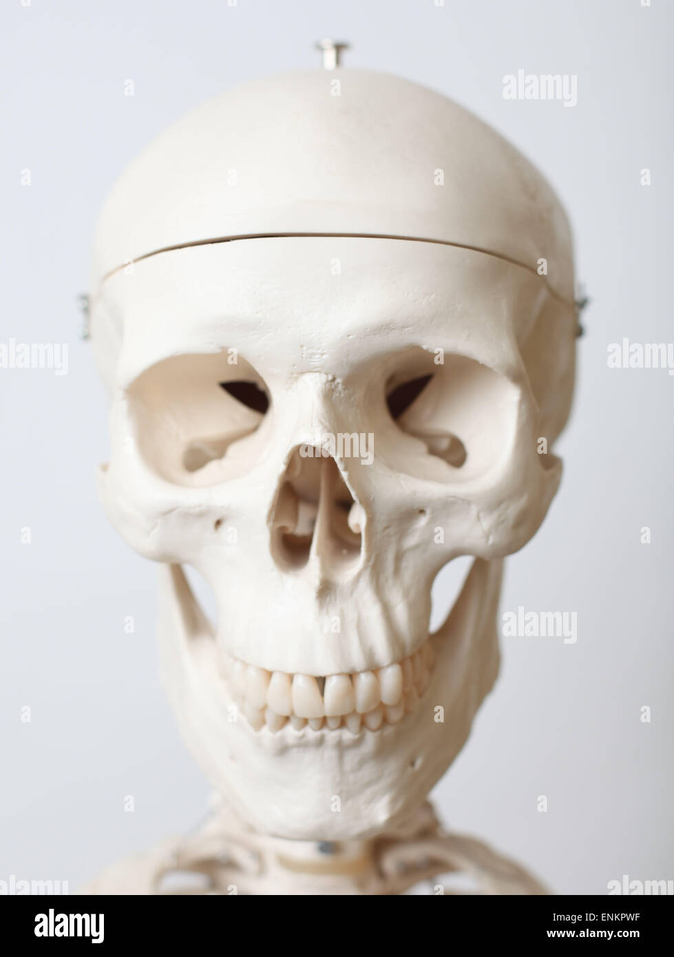 Una dimensione di vita modello di uno scheletro umano. Foto di James Boardman Foto Stock