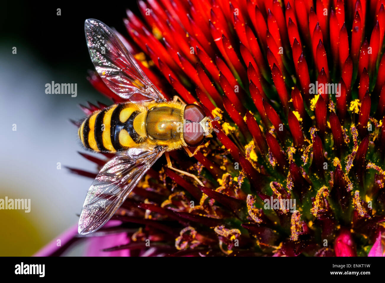 Syrphus torvus syrphus torvus immagini e fotografie stock ad alta ...