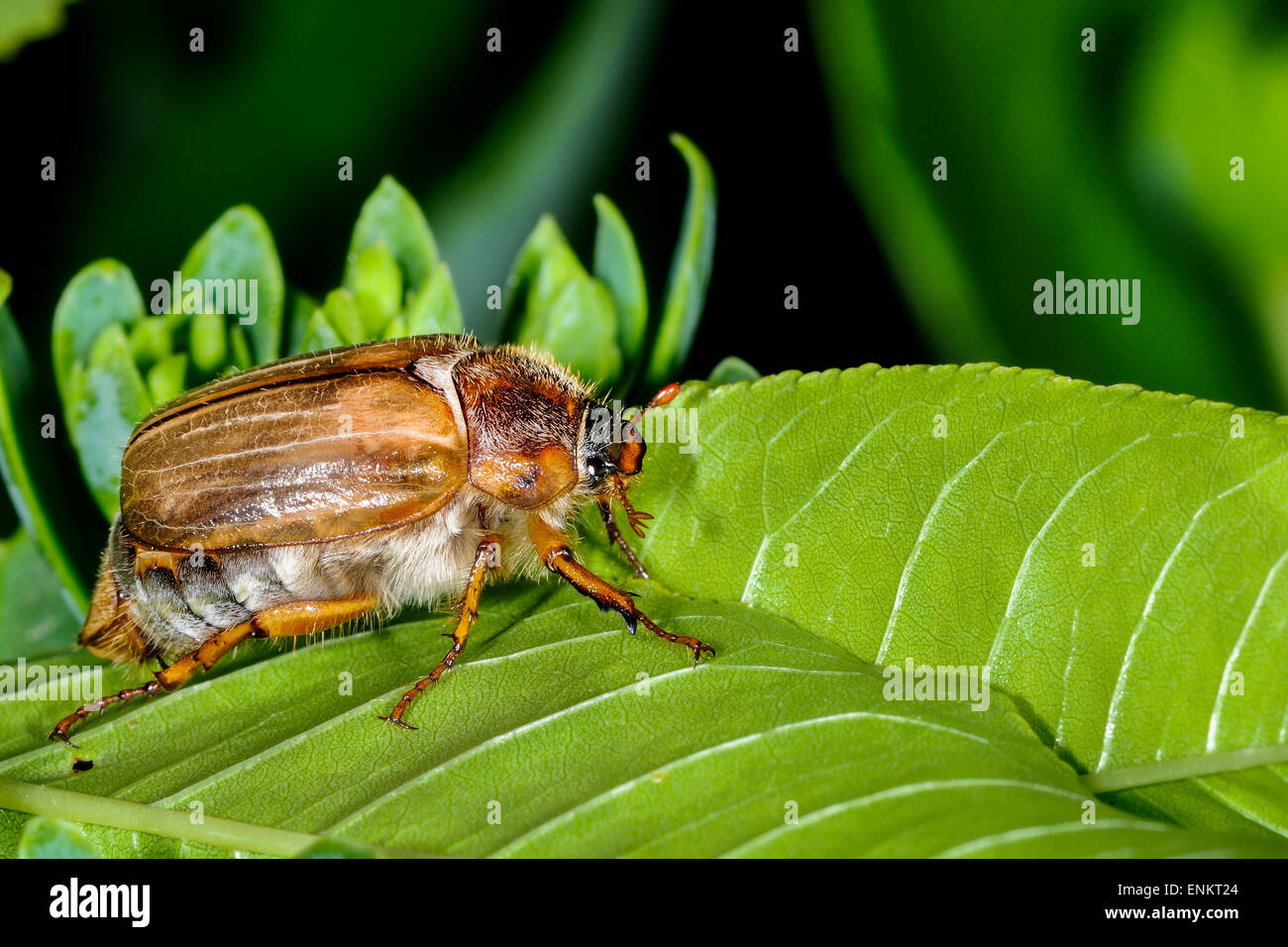 Foresta, cockchafer melolontha hippocastani Foto Stock