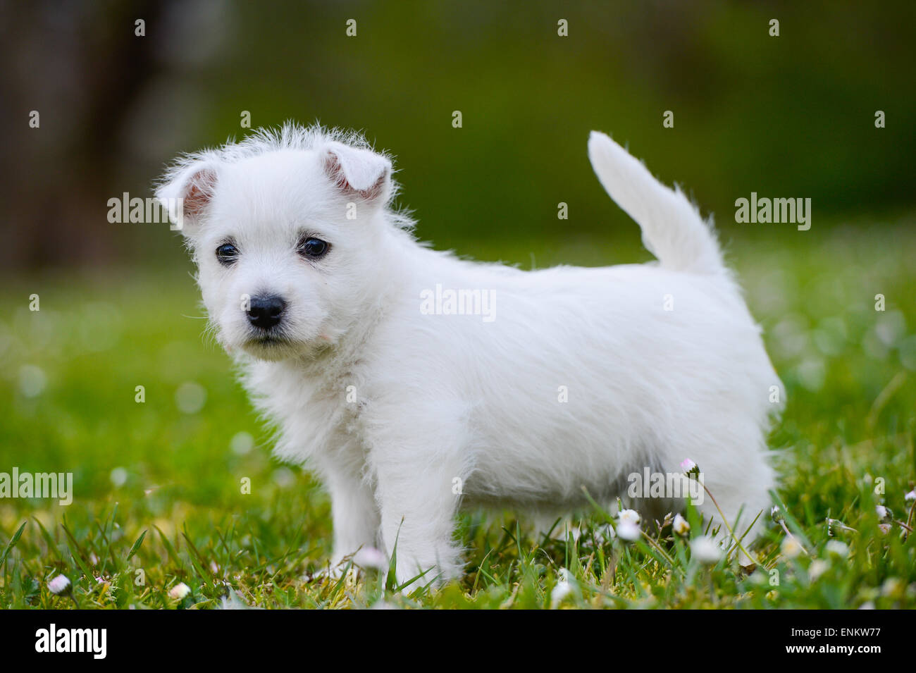 Westi cucciolo - Cane West Highland Whithe Foto Stock