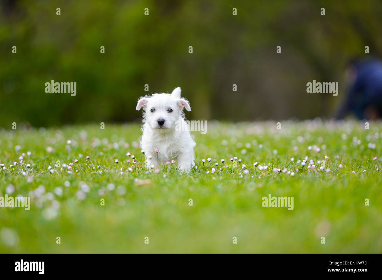Westi cucciolo - Cane West Highland Whithe Foto Stock