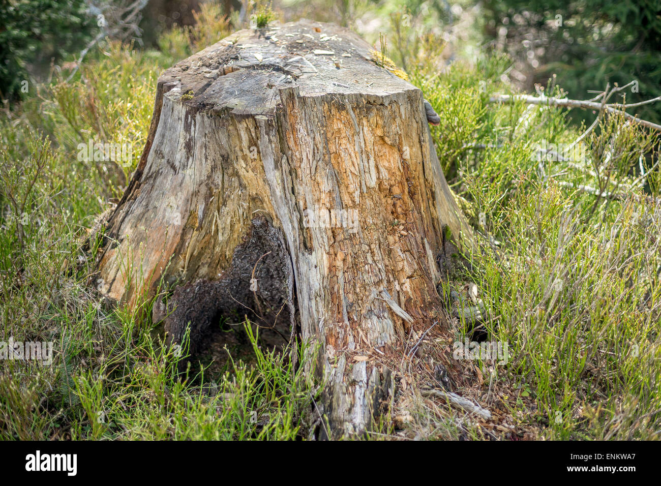 Abete vecchio tronco di albero ricoperti di muschi e licheni Foto Stock