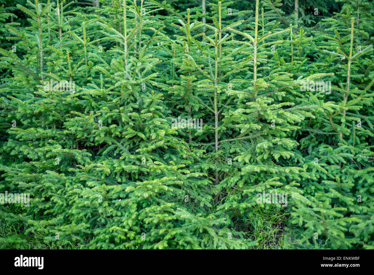 Giovani abeti Picea abies Foto Stock