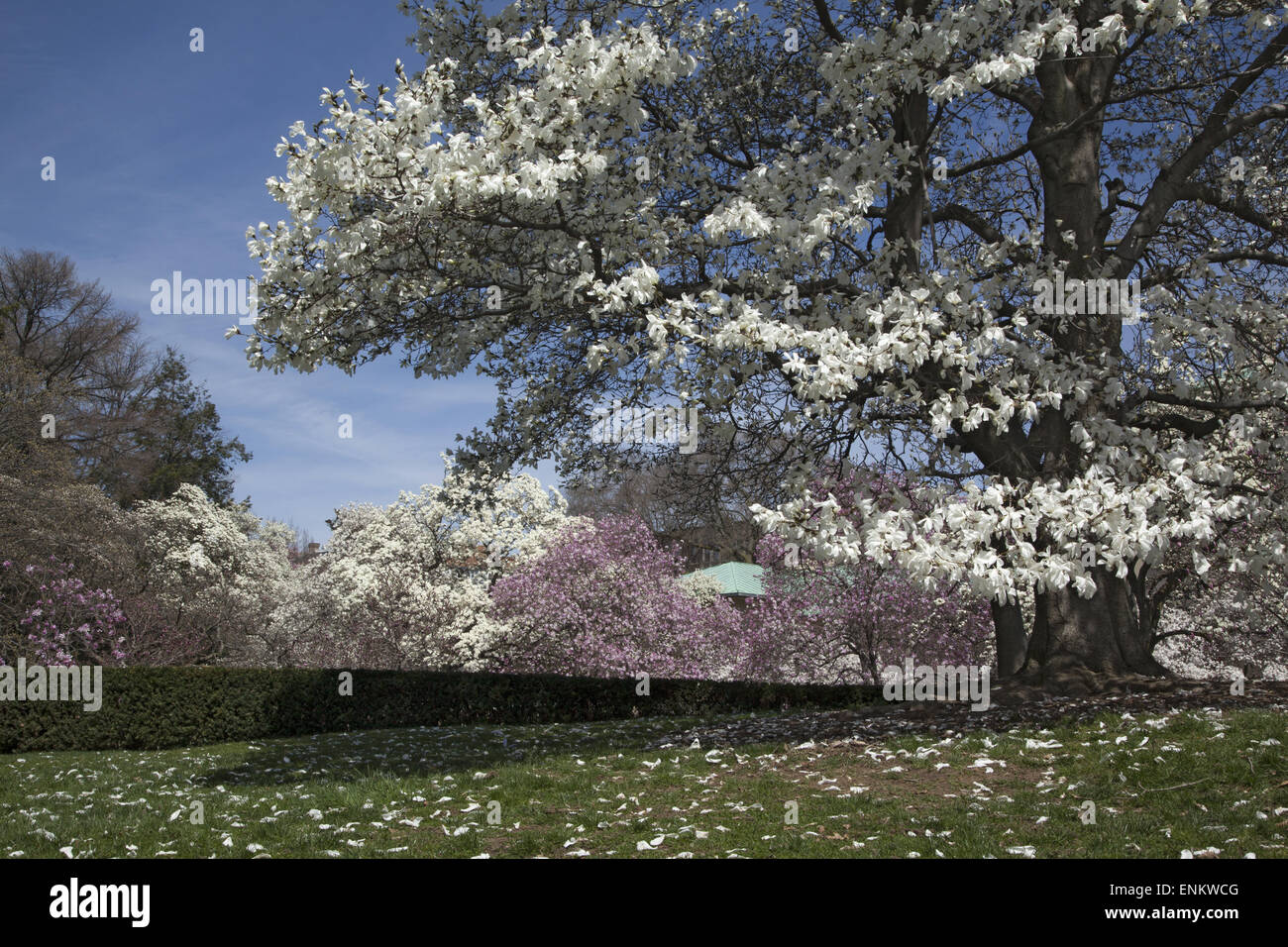 La fioritura degli alberi di Magnolia al Brooklyn Botanic Garden sempre trasformare in un 'giardino di Eden" Foto Stock
