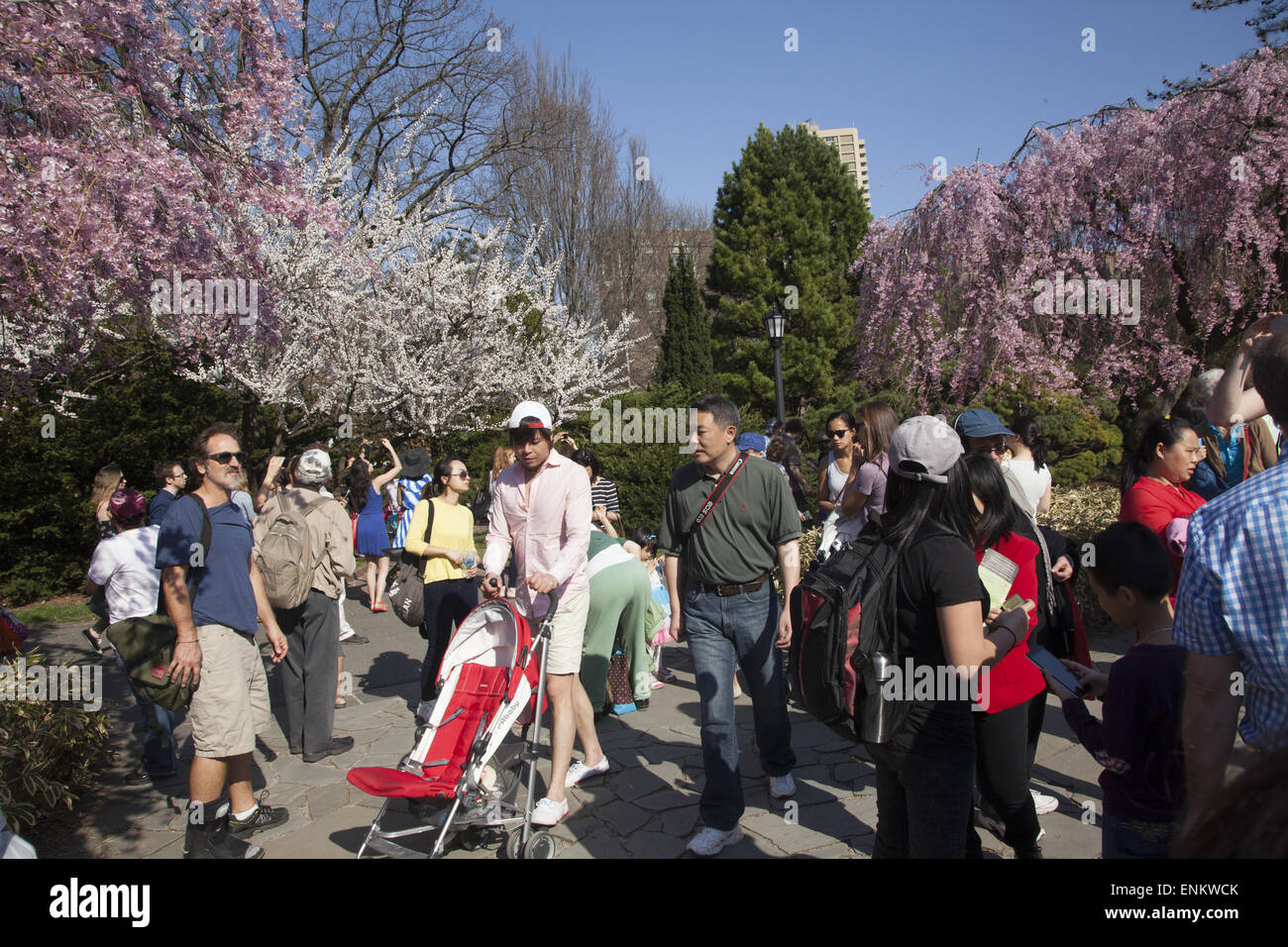 Tempo di primavera al Brooklyn Botanic Garden con le magnolie in fiore in background. Foto Stock