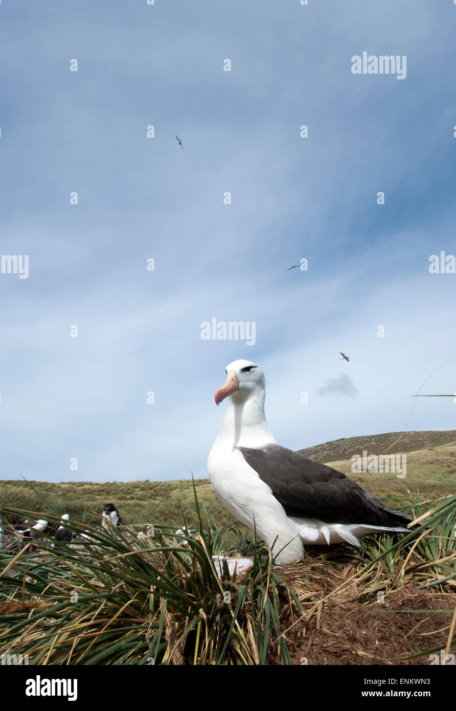 Adulto nero-browed albatross sulla roccia (Thalassarche melanophrys) a West Point Island Isole Falkland REGNO UNITO Foto Stock