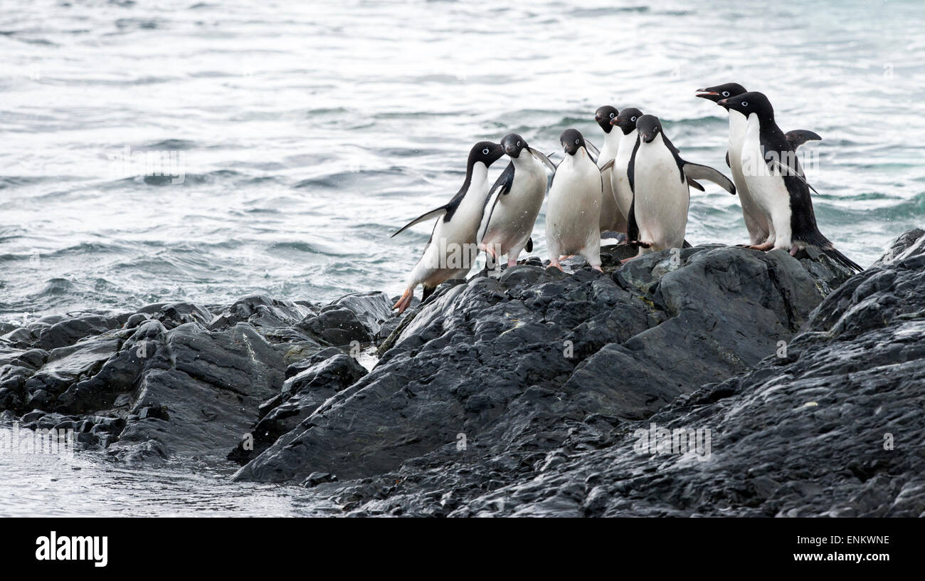Adelie Pinguini (Pygoscelis adeliae) sulle rocce Brown Bluff Penisola Antartica Antartide Foto Stock