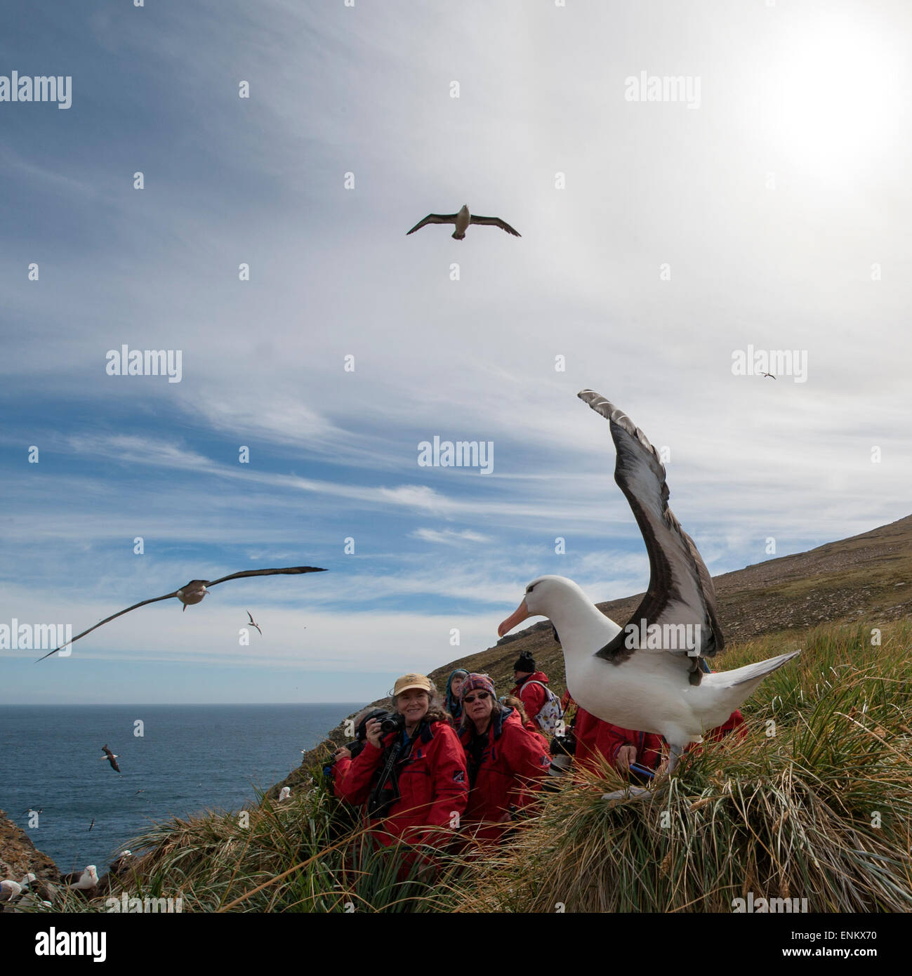 Adulto nero-browed albatross su roccia e turisti (Thalassarche melanophrys) a West Point Island Isole Falkland REGNO UNITO Foto Stock