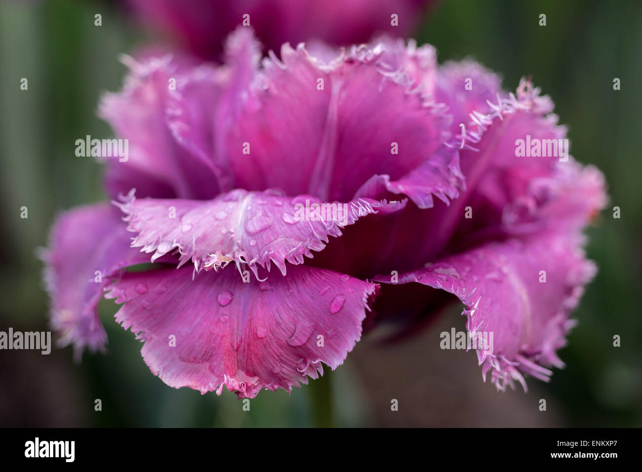 Viola tulip con bordi dentati di petali Foto Stock