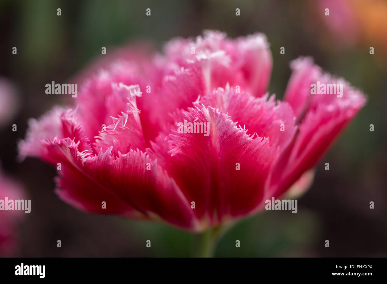 Red tulip con bordi dentati di petali Foto Stock