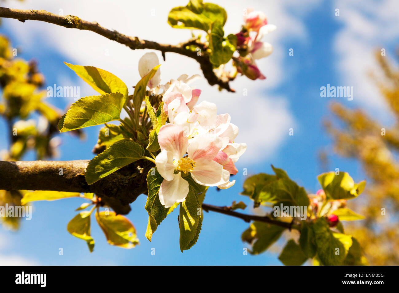 Apple Blossom tree (malus domestica) fiori fioritura contro il cielo blu primavera tempo REGNO UNITO Inghilterra alberi Foto Stock