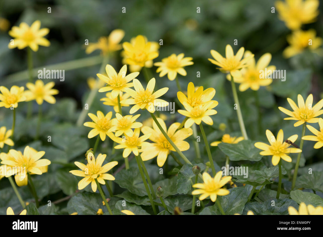 Ranunculus ficaria - Lesser celandine, perenne di fiori selvatici Foto Stock