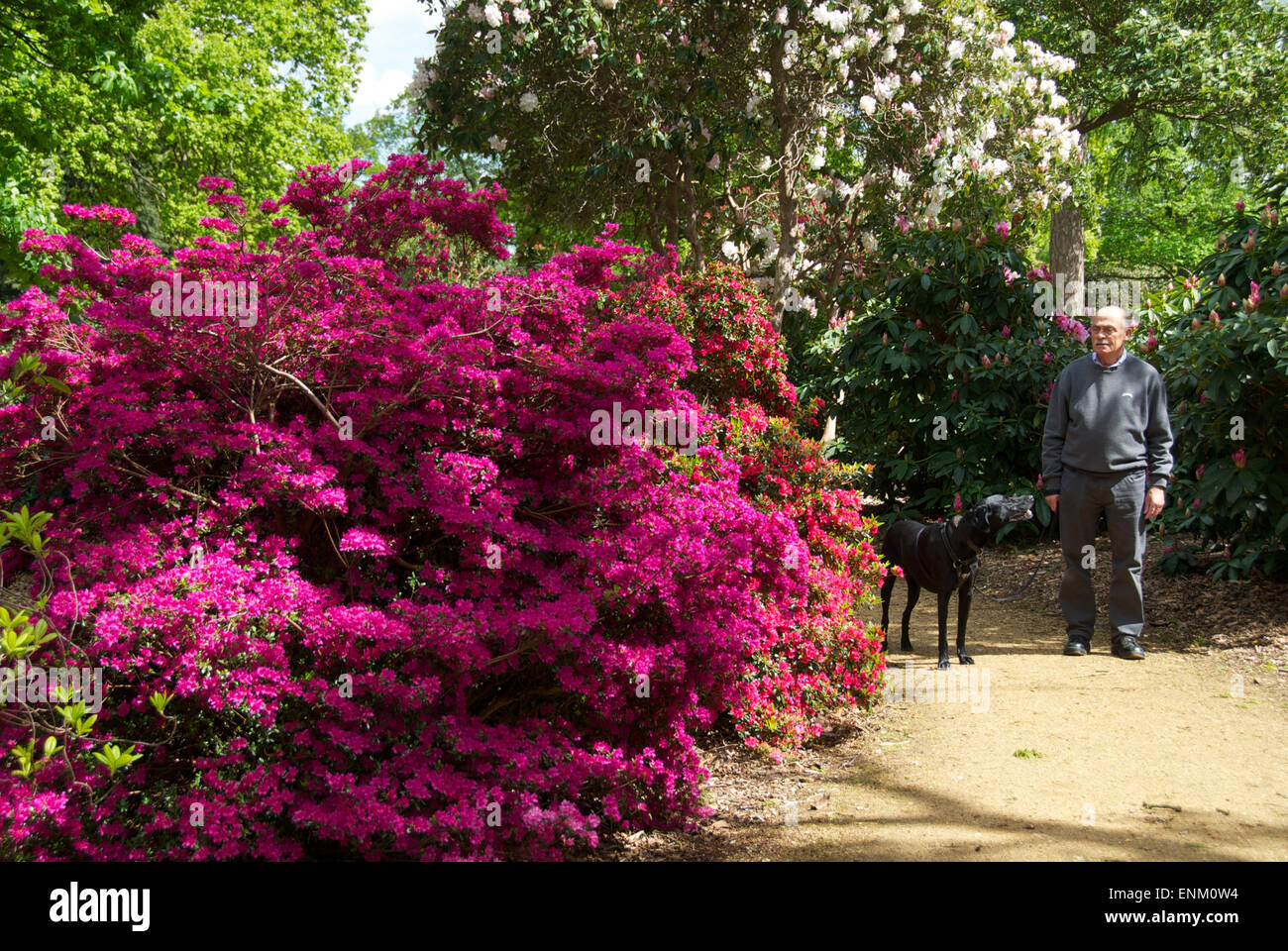 Estate precoce fioritura di rododendri e azalee a Langley Park Country Park, Buckinghamshire Foto Stock