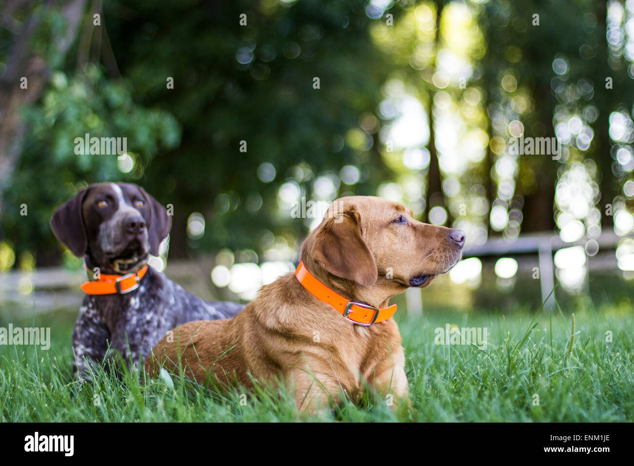 Due cani rilassarsi in estate erba Foto Stock