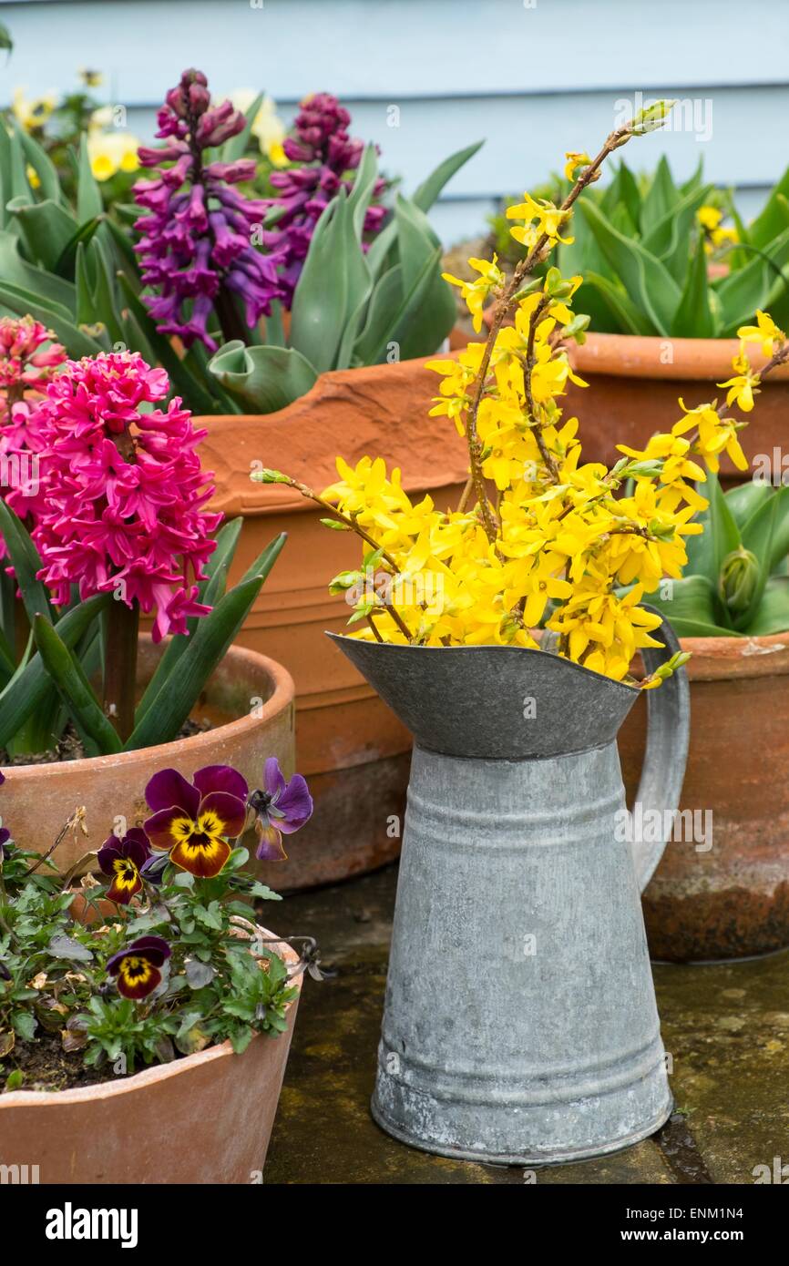 Springtim patio, con brocca di taglio e di forsitia pansies contenitore e il contenitore giacinti - Jan Bos & Woodstock. Foto Stock