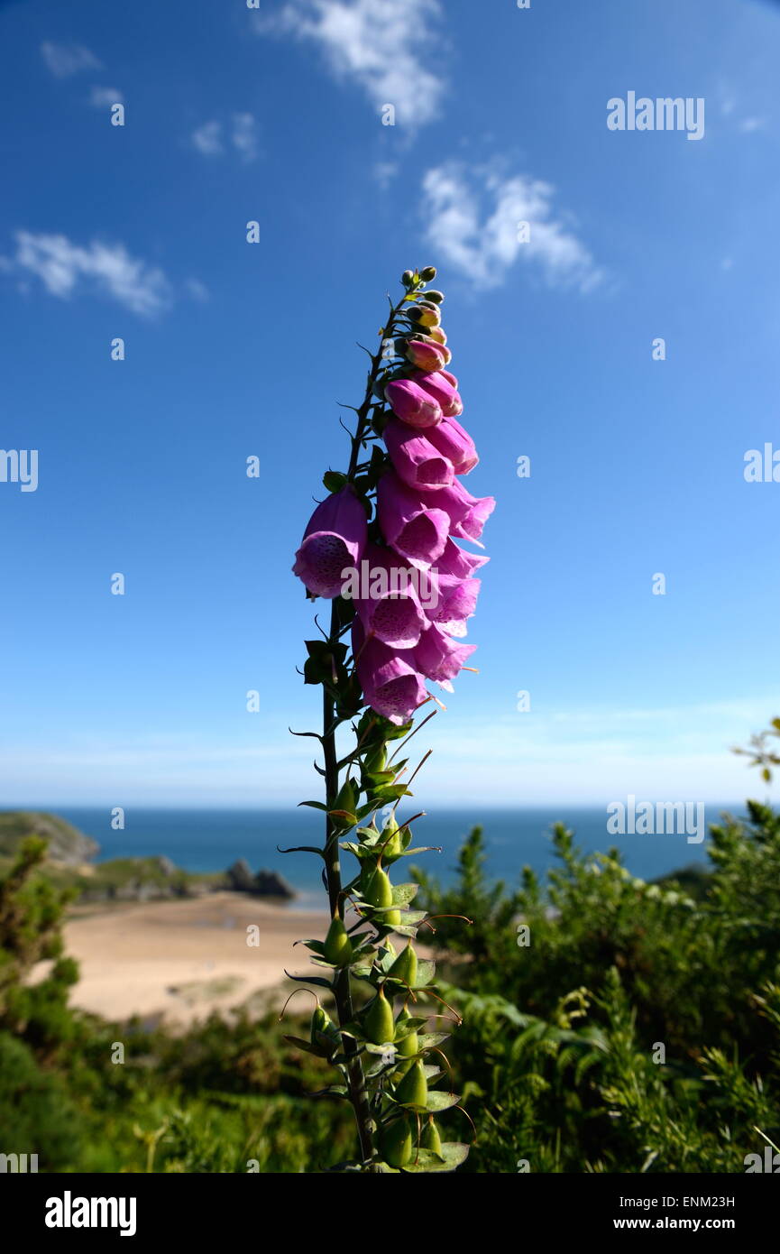 Viola Fox guanto fiori insieme contro il cielo blu e la spiaggia di sabbia a tre scogli a Gower Foto Stock