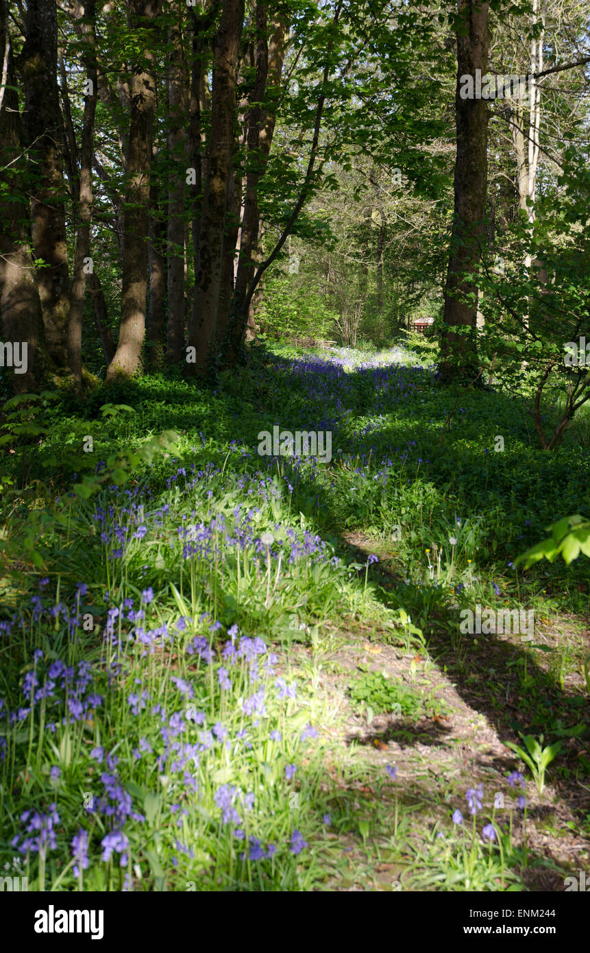 Scena di bosco con alti stress e bluebells Foto Stock