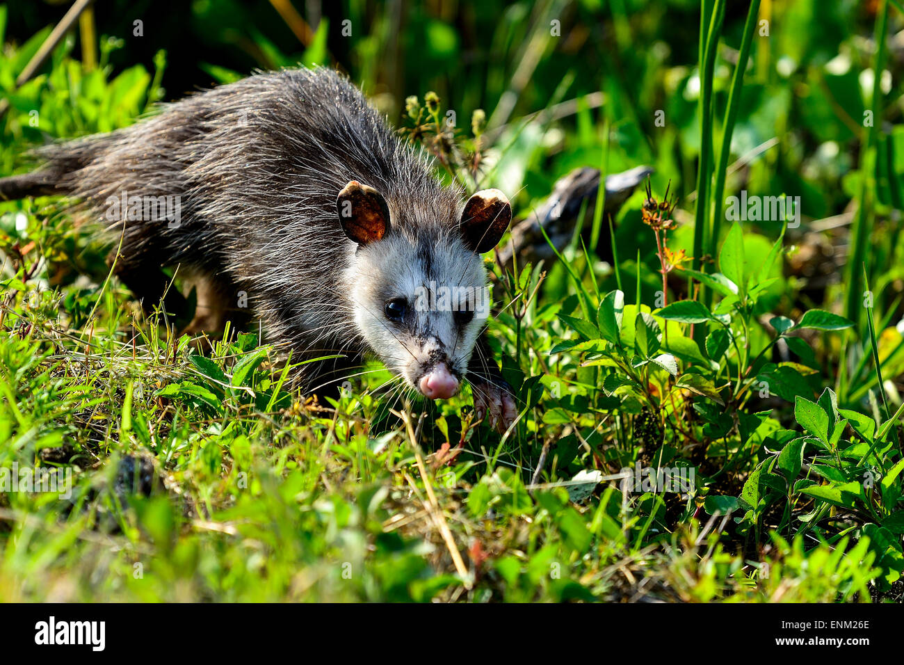 Virginia opossum, viera zone umide Foto Stock