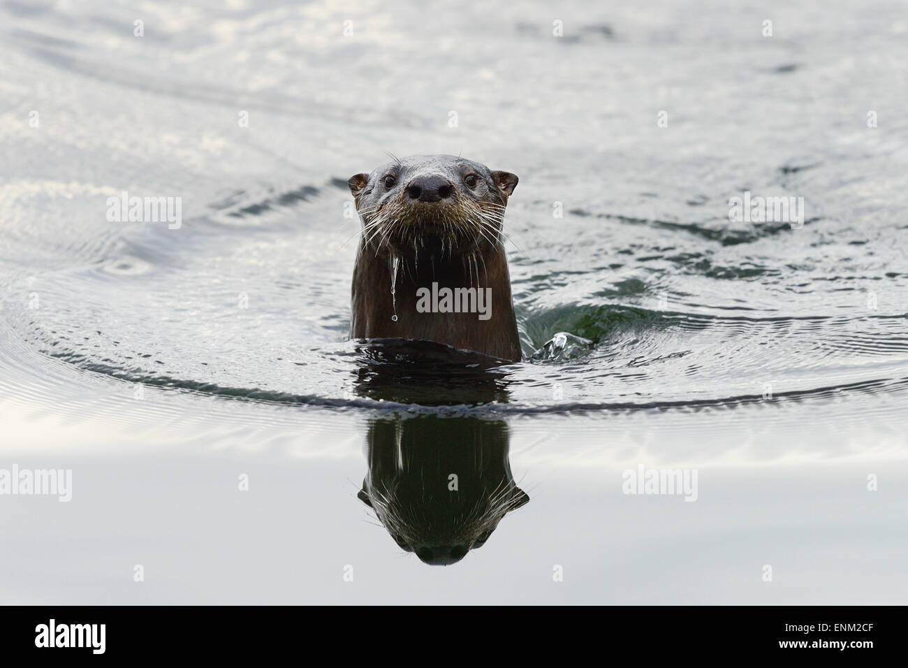 Lontra di fiume, Crystal River Foto Stock