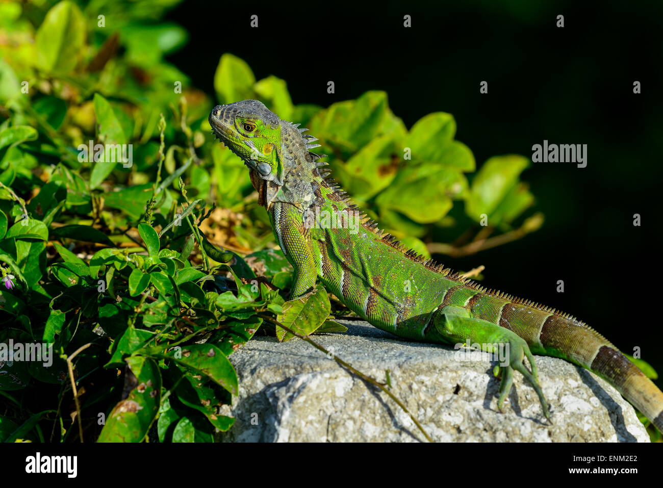 iguana verde Foto Stock