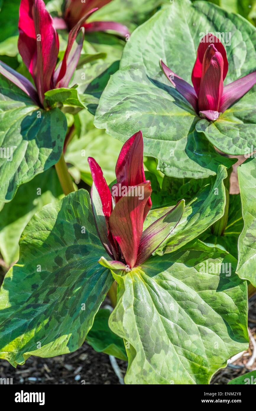 TRILLIUM cuneatum - Wake Robin Wood lily Foto Stock