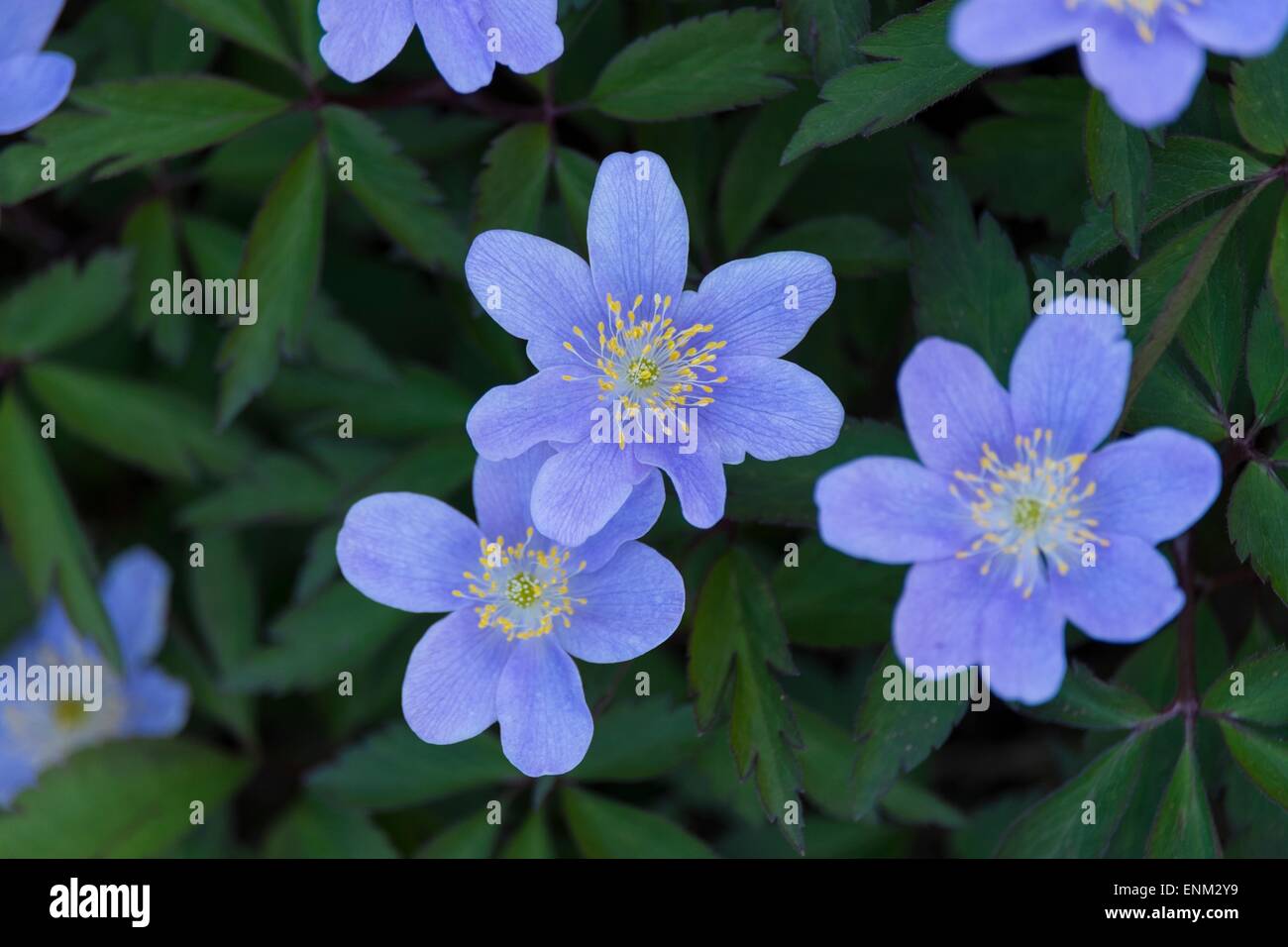 Anemone nemorosa , - 'Royal Blue' Foto Stock