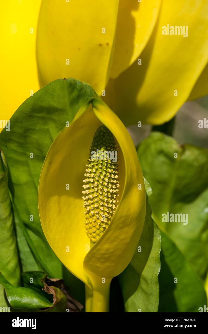 Skunk cavolo - Lysichiton americanus. Foto Stock