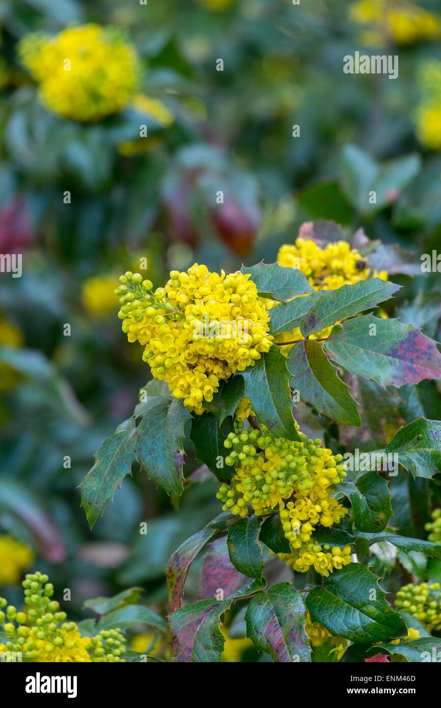 Mahonia aquifolium Oregon uva Foto Stock