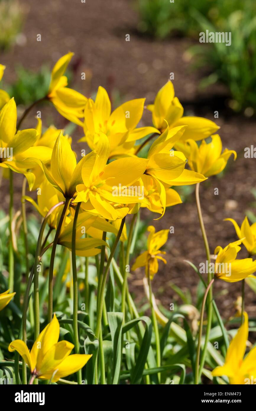 Tulipano selvatico - Tulipa sylvestris. Foto Stock