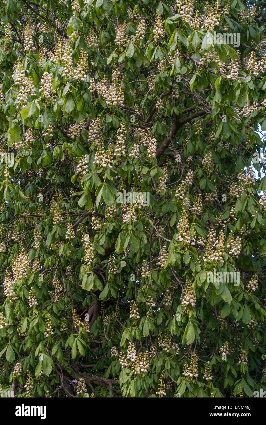 Ippocastano tree - Aesculus hippocastanum.che mostra picchi di fiori Foto Stock