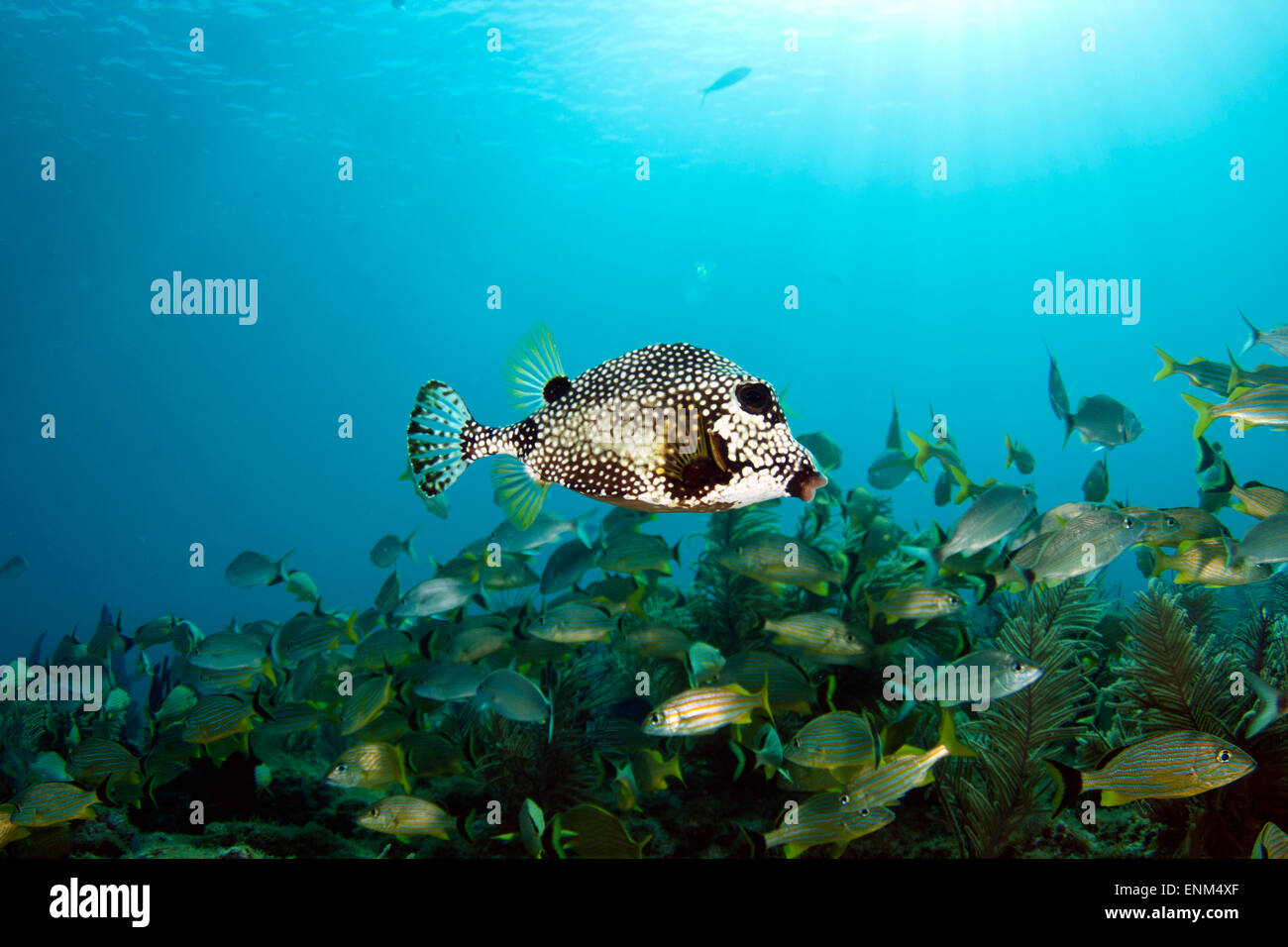 Un trunkfish liscia (Lactophrys triqueter) nuota attraverso una scuola di grugniti in una foresta di coralli molli Foto Stock